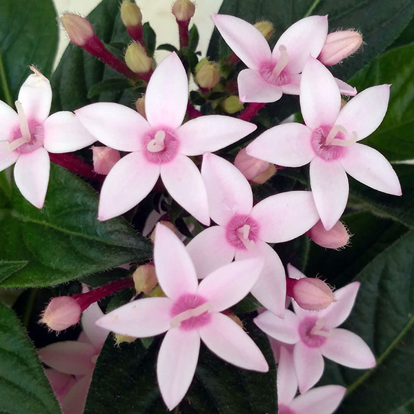 草花の苗 ペンタス カレイドスコープ アップル...の詳細画像5