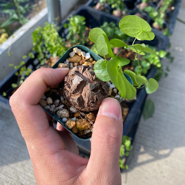 観葉植物 アーリーサマーセール ディオスコレア...の詳細画像4