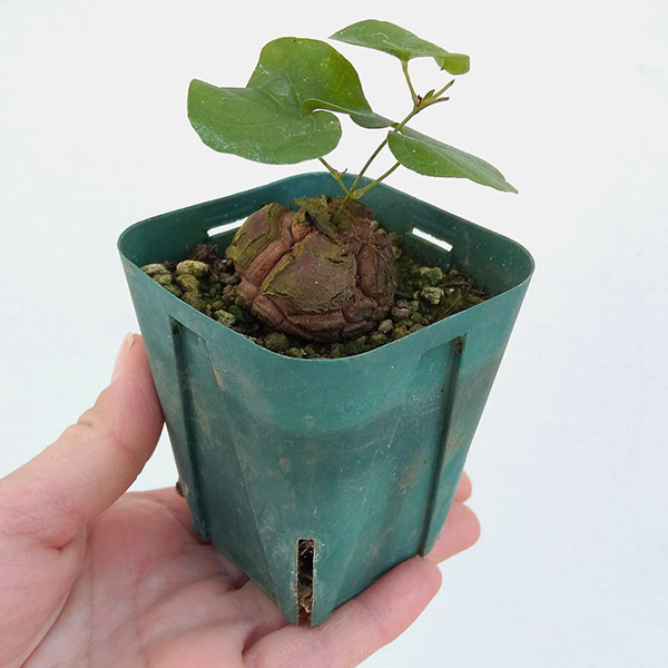 亀甲竜のおすすめ人気商品一覧 通販 - Yahoo!ショッピング