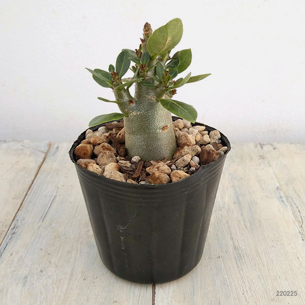 観葉植物 おまかせアデニウム 3号の詳細画像5