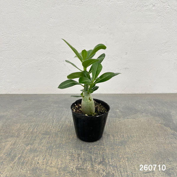 観葉植物 おまかせアデニウム 3号の詳細画像1