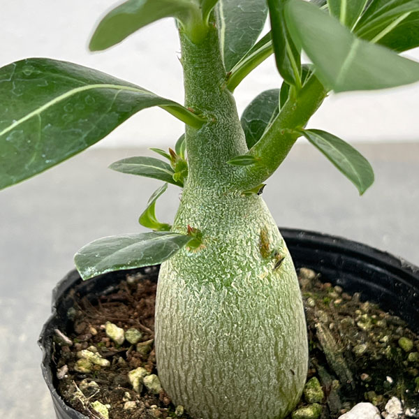 観葉植物 おまかせアデニウム 3号の詳細画像2