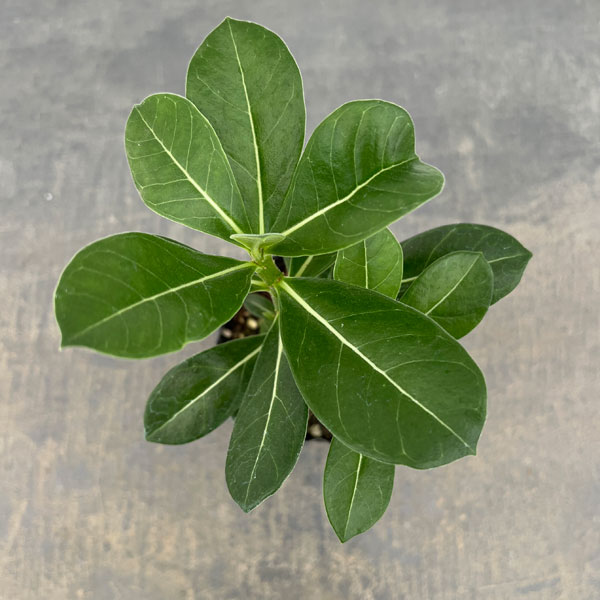観葉植物 おまかせアデニウム 3号の詳細画像3