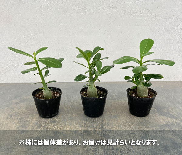 観葉植物 おまかせアデニウム 3号の詳細画像4