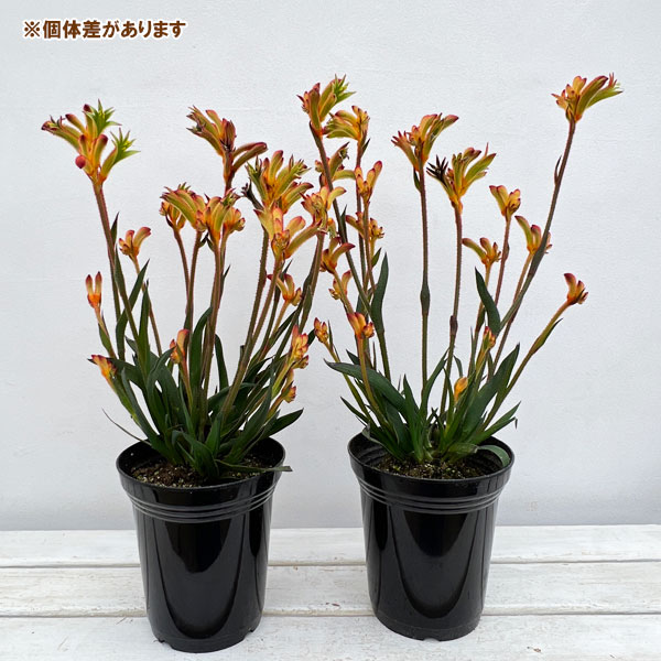 カンガルーポー（花、ガーデニング）のおすすめ人気商品一覧 通販