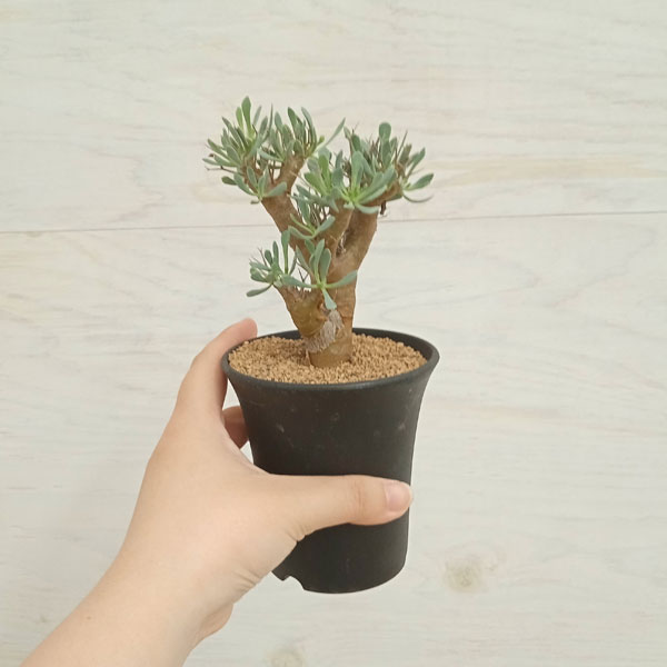 オトンナ ユーフォルビオイデス（花、ガーデニング）のおすすめ人気