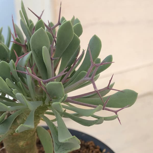 オトンナ ユーフォルビオイデス（花、ガーデニング）のおすすめ人気