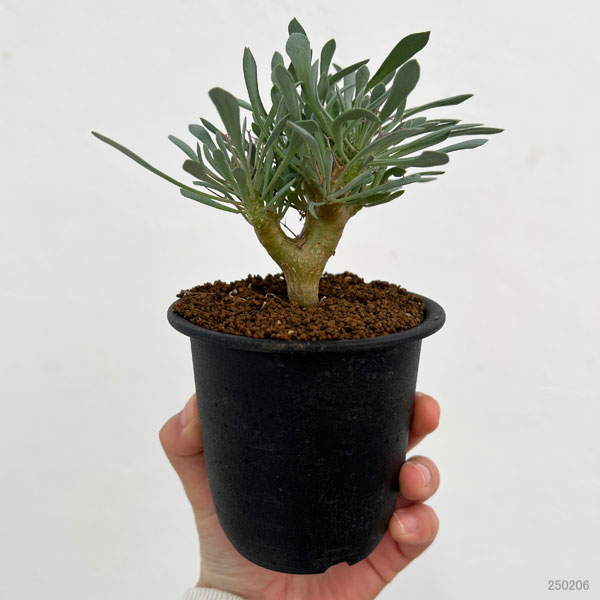 オトンナ ユーフォルビオイデス（花、ガーデニング）のおすすめ人気