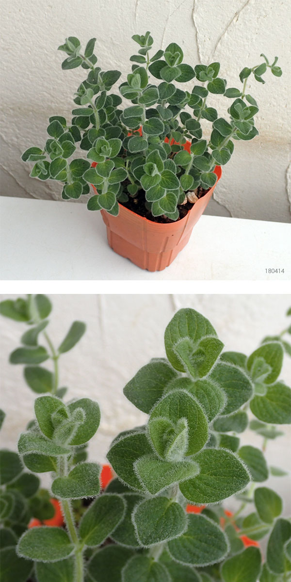 草花の苗 (わけあり特価)花オレガノ ハイライ...の詳細画像1