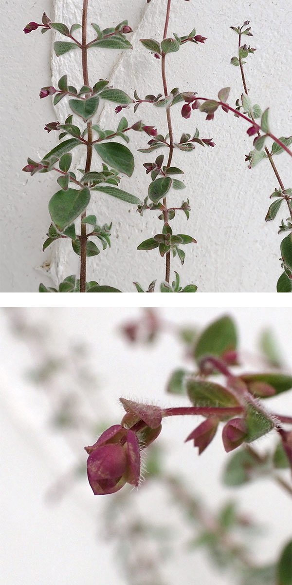 草花の苗 (わけあり特価)花オレガノ ハイライ...の詳細画像3