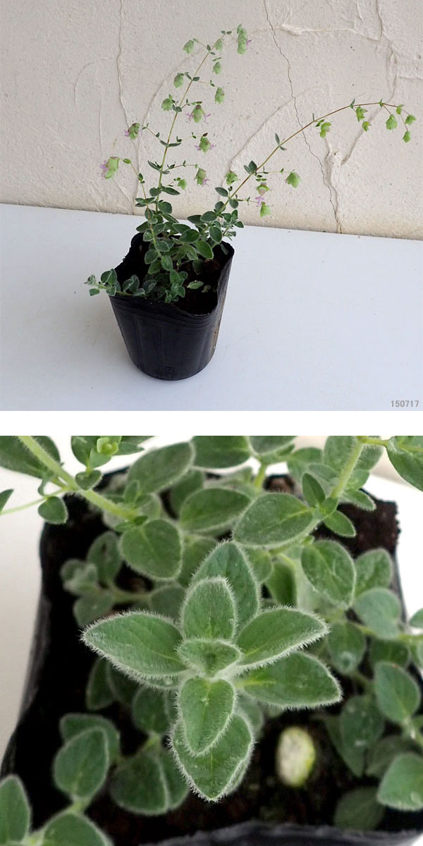 草花の苗 (わけあり特価)花オレガノ ハイライ...の詳細画像4