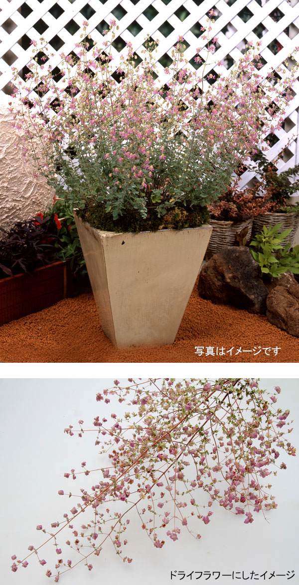 草花の苗 (わけあり特価)花オレガノ ハイライ...の詳細画像5