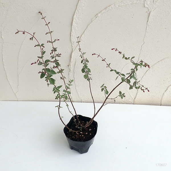 草花の苗 (わけあり特価)花オレガノ ハイライ...の詳細画像2