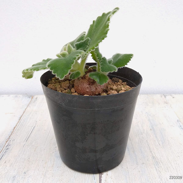 観葉植物 シンニンギア カーディナリス 3-3.5号の詳細画像4