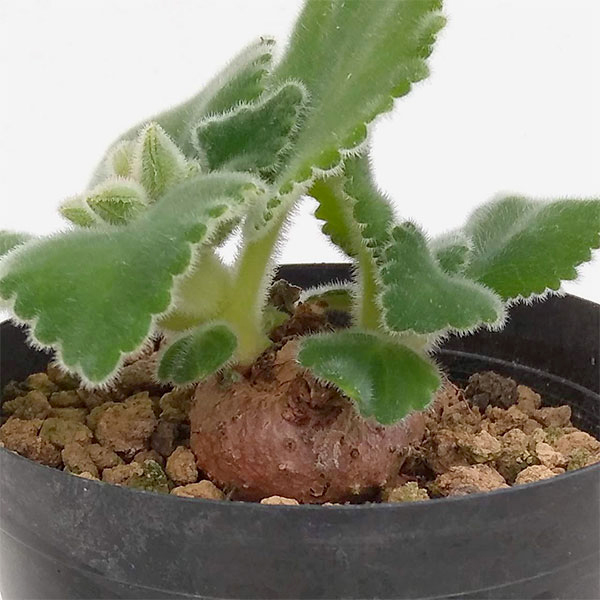 観葉植物 シンニンギア カーディナリス 3-3.5号の詳細画像5
