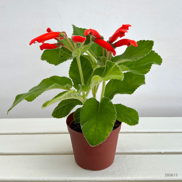 観葉植物 シンニンギア カーディナリス 3-3.5号の詳細画像1