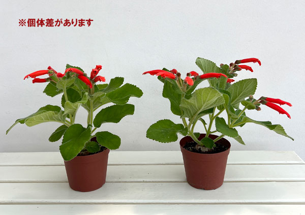 観葉植物 シンニンギア カーディナリス 3-3.5号の詳細画像3
