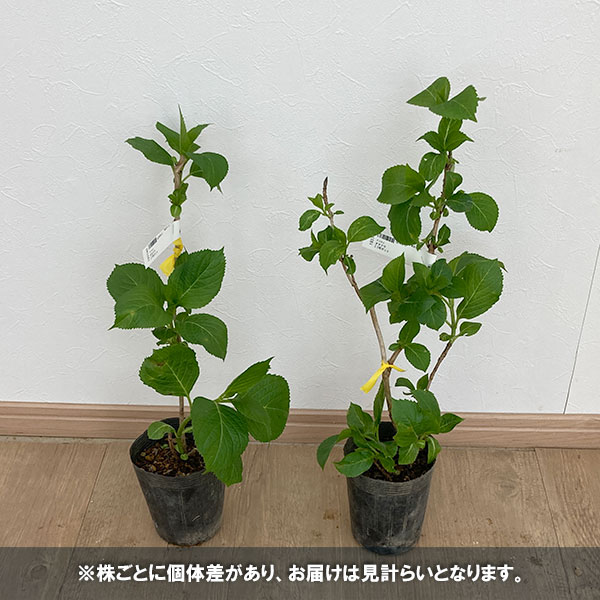 花木 庭木の苗/アジサイ：トーマスホッグ5号ポット｜engei｜02