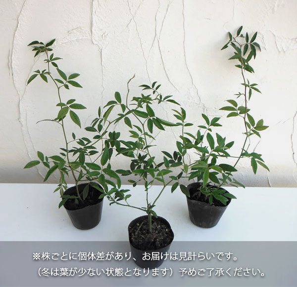 草花の苗 モッコウバラ 黄花八重咲き3号ポットの詳細画像2