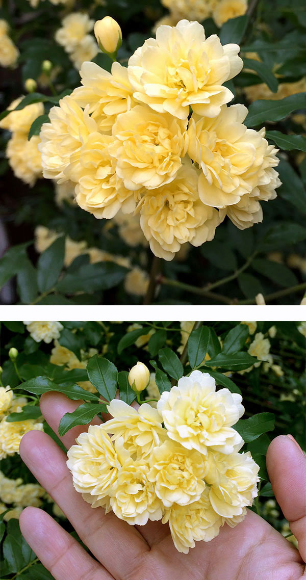 草花の苗 モッコウバラ 黄花八重咲き3号ポットの詳細画像4