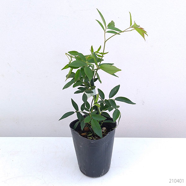 草花の苗 モッコウバラ 黄花八重咲き3号ポットの詳細画像1