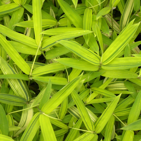 花木 庭木の苗/グミ：シマグミ10号地中ポット植え樹高1.2m :187814:園芸ネット - 通販 - Yahoo!ショッピング