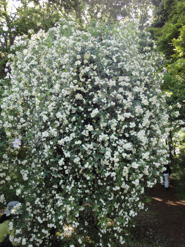 バラの苗 26年8月下旬予約 モッコウバラ 白花八重6号ポット樹高約80cm 
