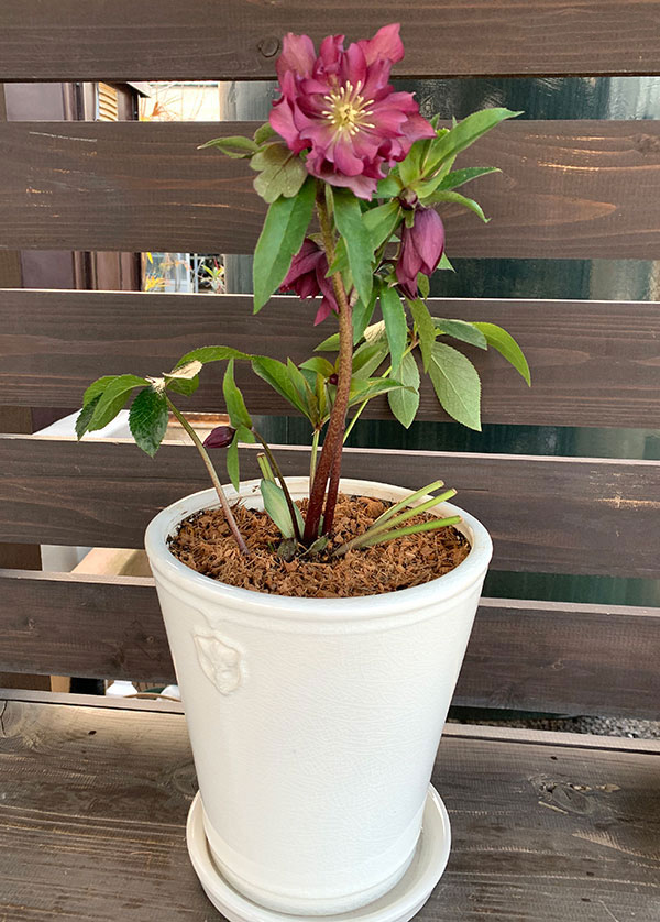 クリスマスローズ専用鉢 Rose de Noel Parfaite（ホワイト） Mサイズ