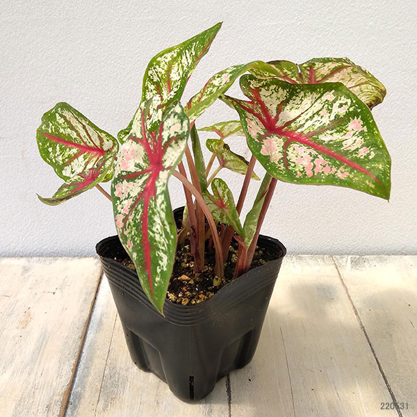 観葉植物 ガーデンカラジュウム カルーセル3....の詳細画像4