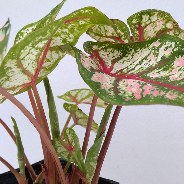 観葉植物 ガーデンカラジュウム カルーセル3....の詳細画像5
