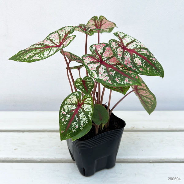 観葉植物 ガーデンカラジュウム カルーセル3....の詳細画像1