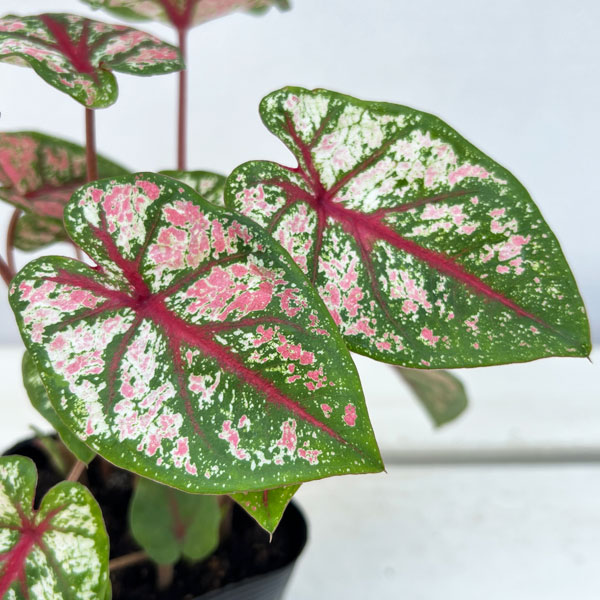 観葉植物 ガーデンカラジュウム カルーセル3....の詳細画像2