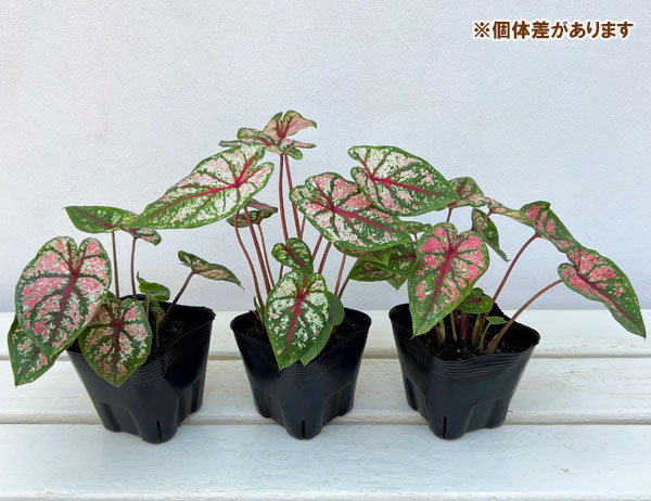 観葉植物 ガーデンカラジュウム カルーセル3....の詳細画像3