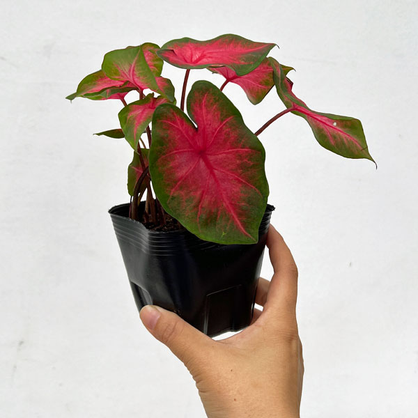 観葉植物 ガーデンカラジュウム サンセットピン...の詳細画像3