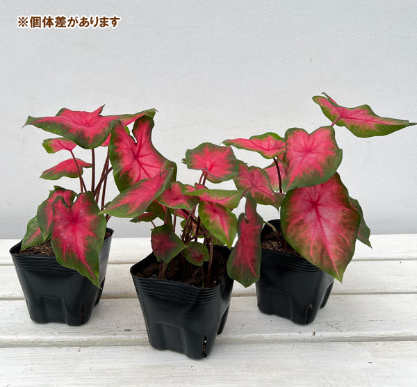 観葉植物 ガーデンカラジュウム サンセットピン...の詳細画像4