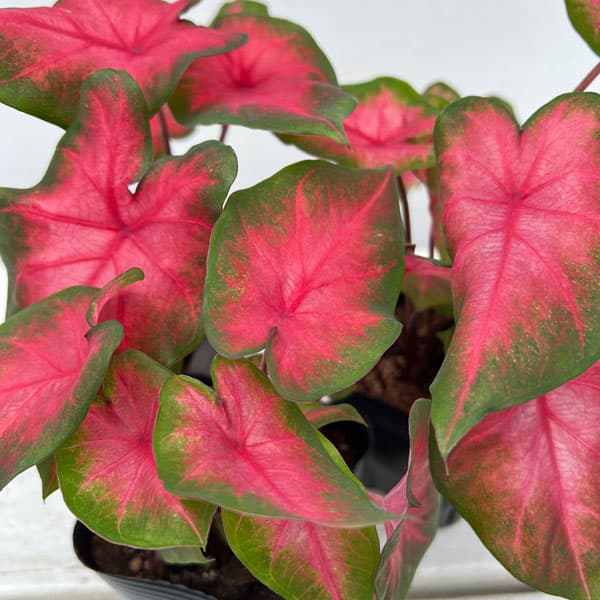 観葉植物 ガーデンカラジュウム サンセットピン...の詳細画像5