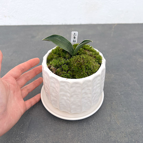 万年青のおすすめ人気商品一覧 通販 - Yahoo!ショッピング