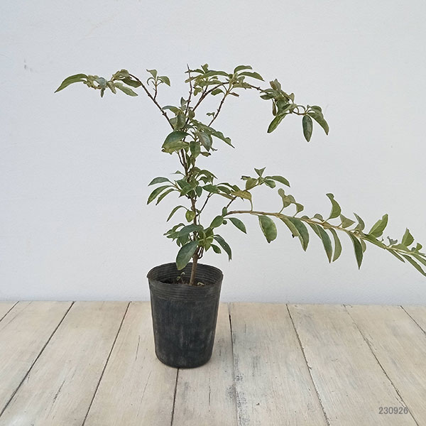 花木 庭木の苗/レンギョウ：斑入りチョウセンレンギョウ 3.5号ポット｜engei｜02
