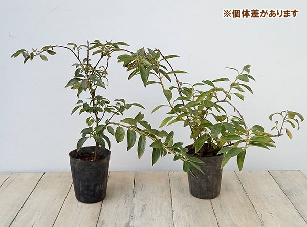 花木 庭木の苗/レンギョウ：斑入りチョウセンレンギョウ 3.5号ポット｜engei｜04