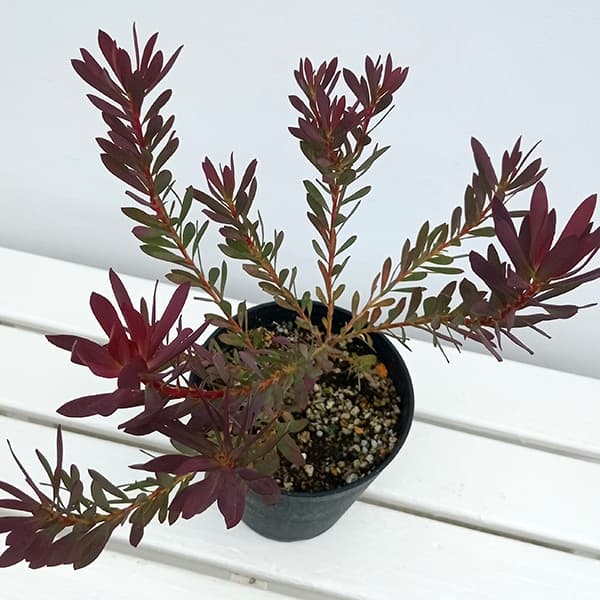 花木 庭木の苗 リューカデンドロン デビルズブラッシュ 5号鉢植え