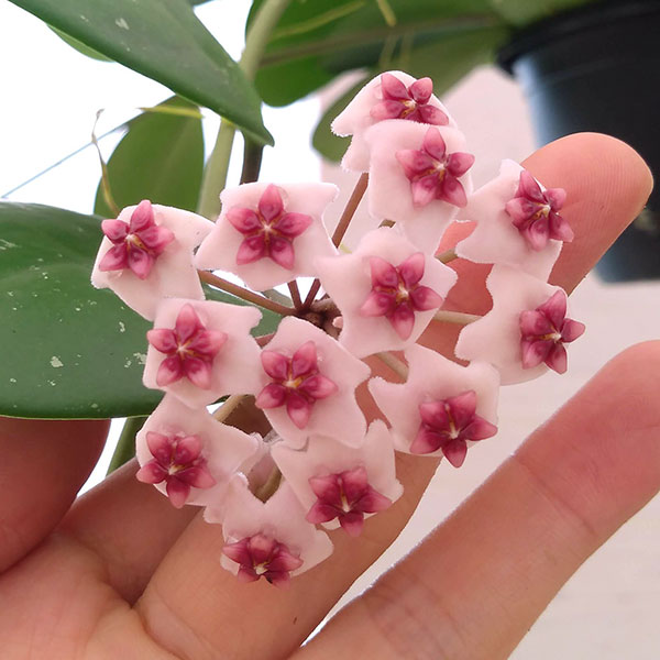 ホヤ 植物のおすすめ人気商品一覧 通販 - Yahoo!ショッピング
