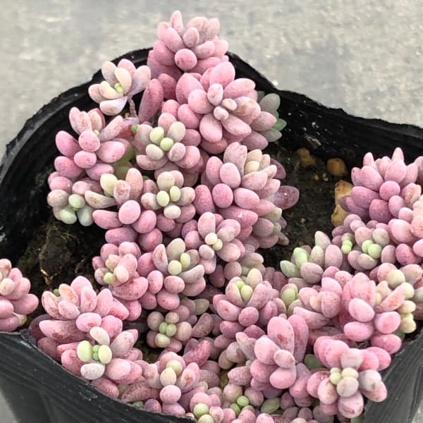 多肉植物 パープルヘイズのおすすめ人気商品一覧 通販 - Yahoo