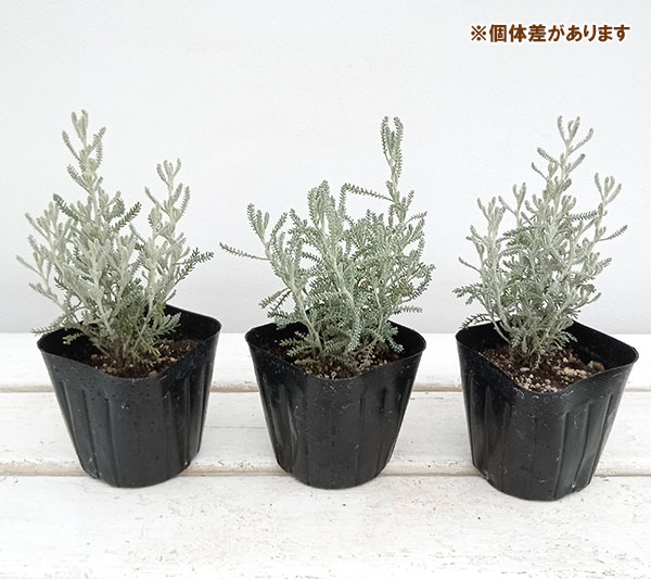 ハーブの苗 サントリナ グレイ3号ポットの詳細画像5