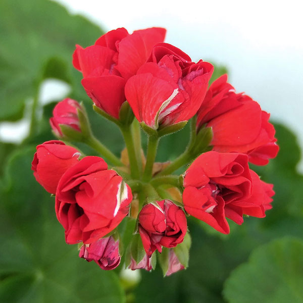 ゼラニウム 苗（花の苗）｜苗 | 花、ガーデニング のおすすめ