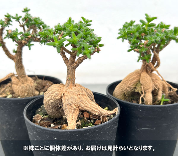 観葉植物 トリコディアデマ ブルボスム 姫紅小...の詳細画像2