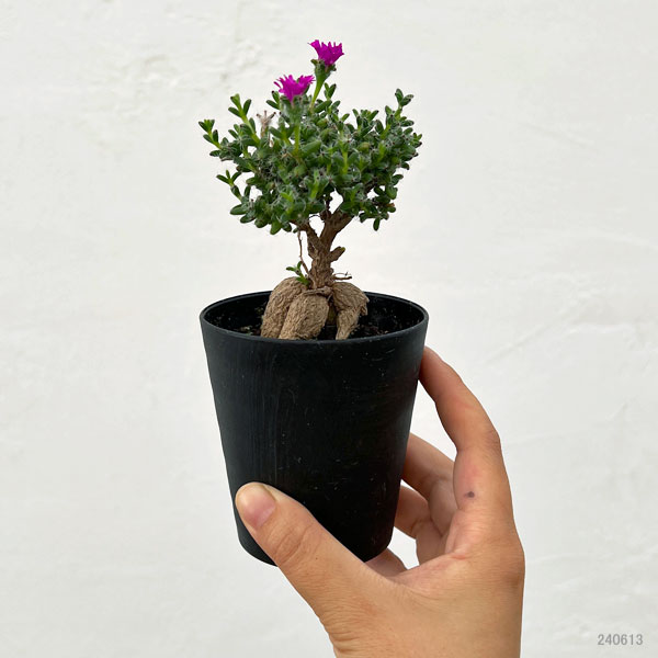 観葉植物 トリコディアデマ ブルボスム 姫紅小...の詳細画像3