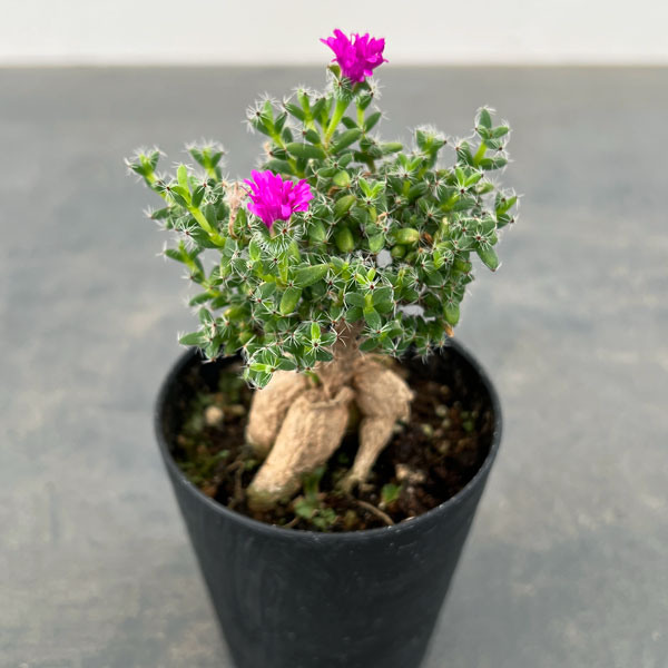 観葉植物 トリコディアデマ ブルボスム 姫紅小...の詳細画像4