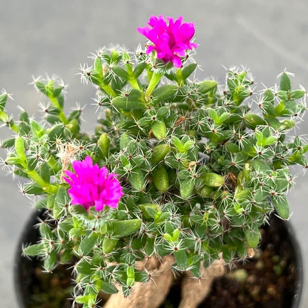 観葉植物 トリコディアデマ ブルボスム 姫紅小...の詳細画像5