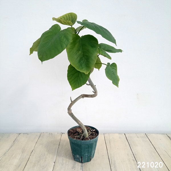 ウンベラータのおすすめ人気商品一覧 通販 - Yahoo!ショッピング