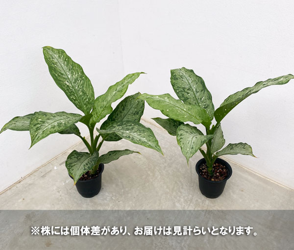 観葉植物/ディフェンバキア：ティキ（Ｔｉｋｉ）　4号｜engei｜09